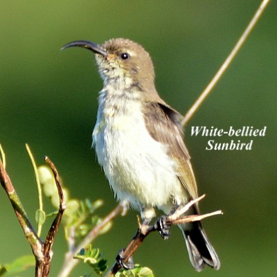 White-bellied Sunbird